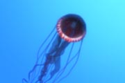 jellyfish