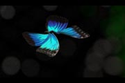 morpho